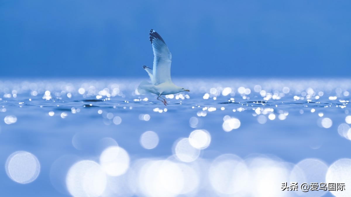 观鸟大年,观鸟作品100幅