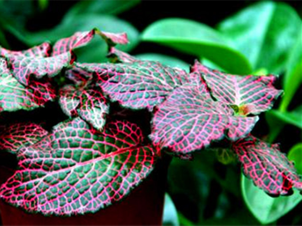 三种最好养的绿植,盆栽观赏草有哪些