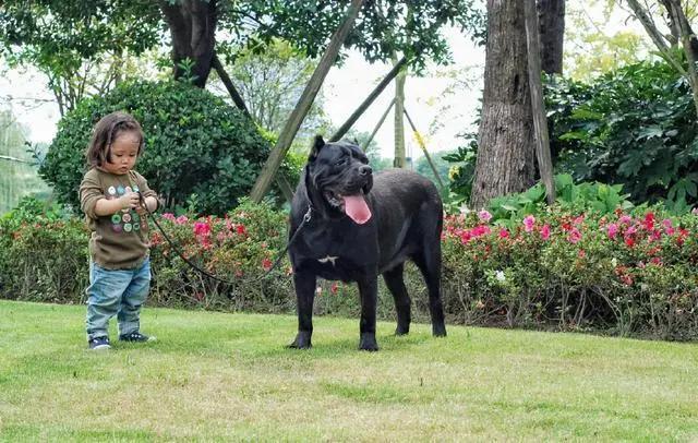 卡斯罗犬为什么不建议养,卡斯罗犬厉害吗值得养吗