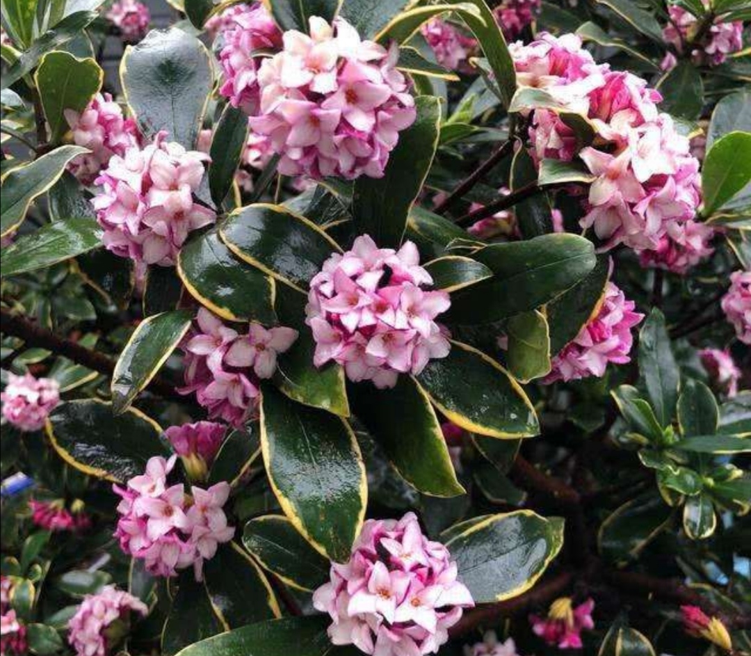 家里养盆“香味花”,春节期间开花,满屋花香扑鼻