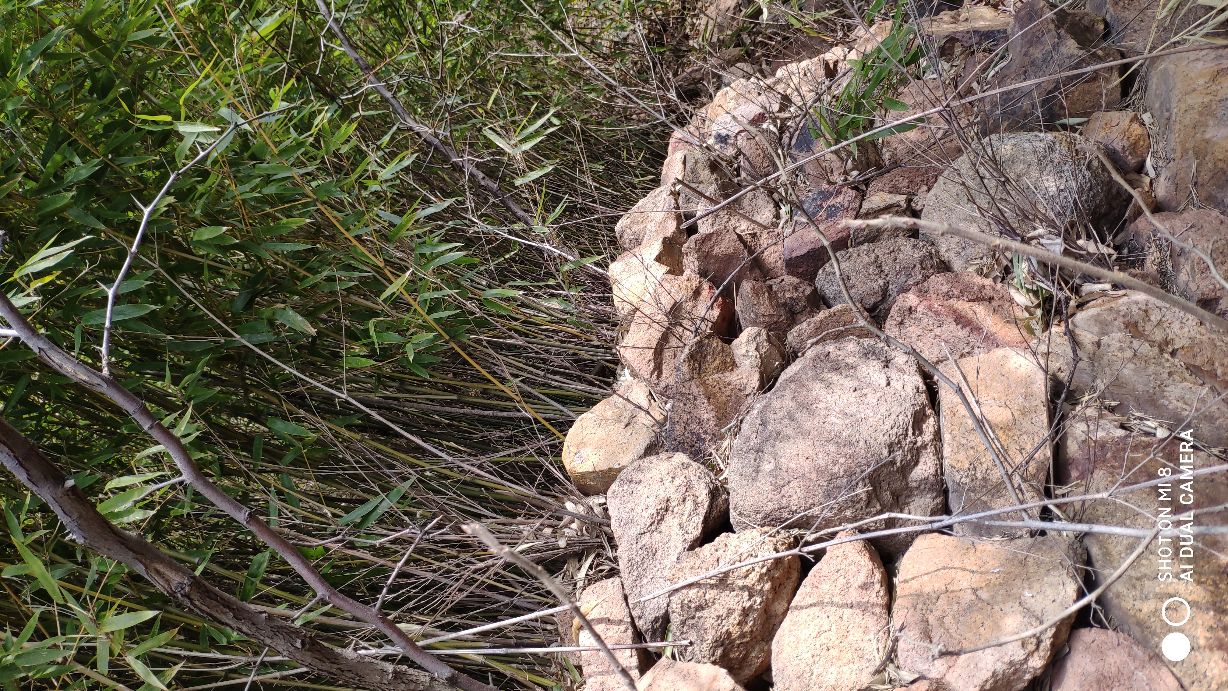 崂山水畔菜蔬鲜，黄石洞中书韵长