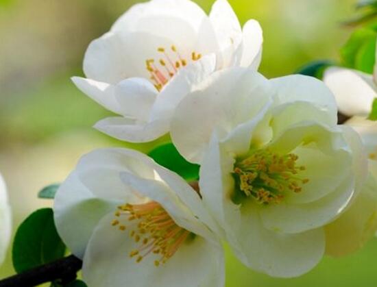 海棠花怎么养殖最好,海棠花怎么养和栽培