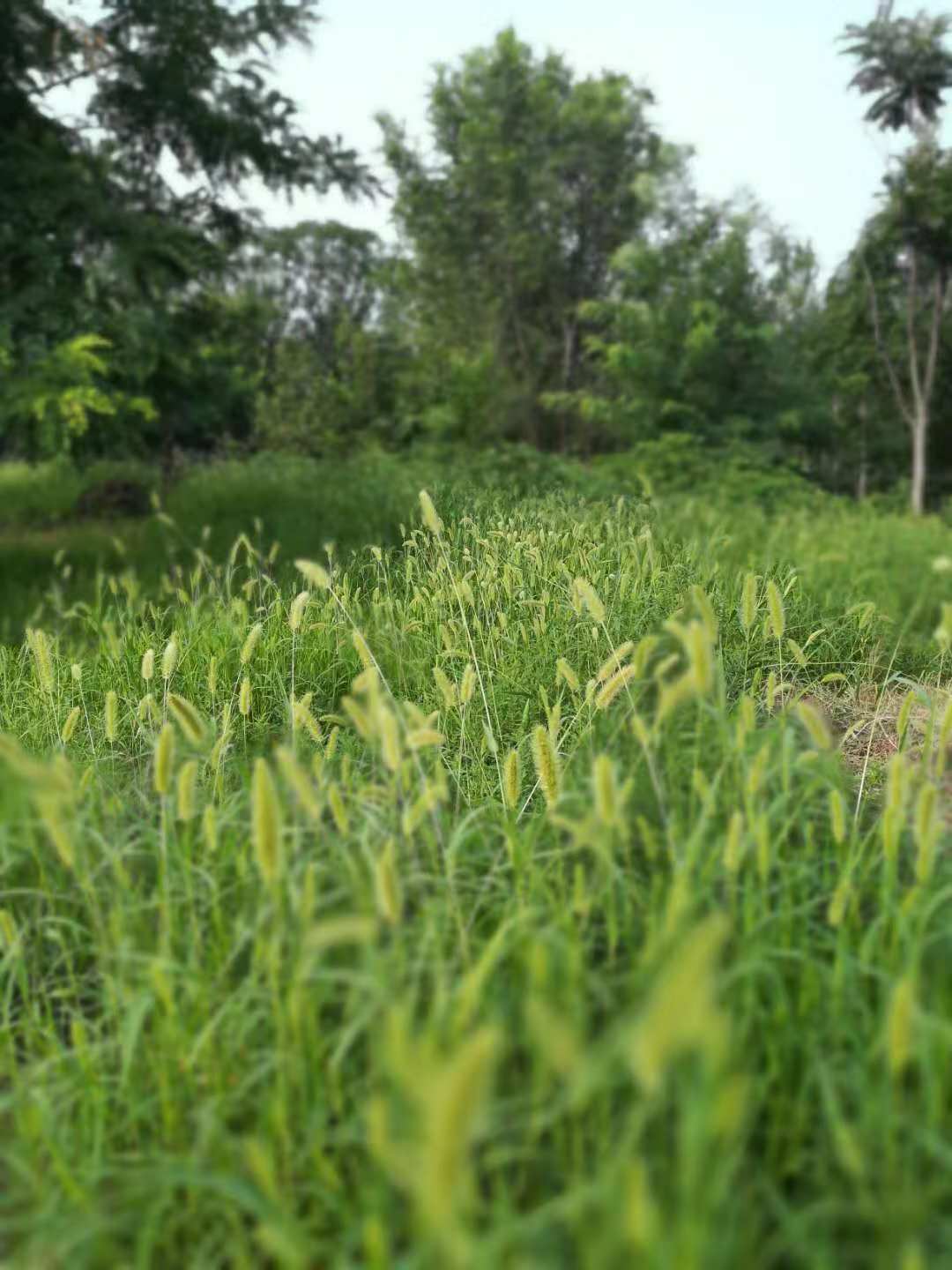 历史和未来,夹心层未央宫简介