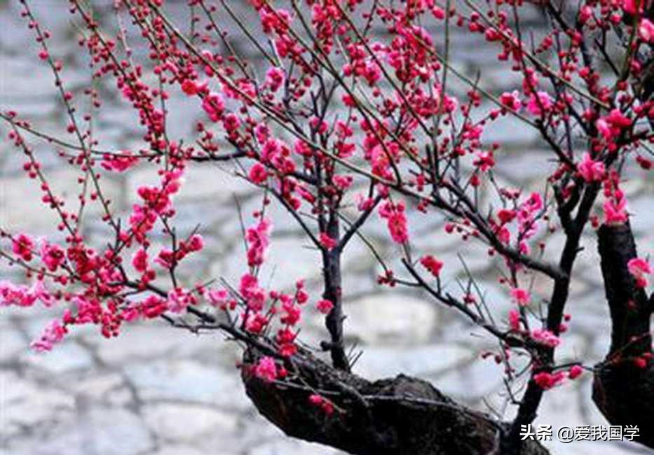 带有松竹梅的诗句,松竹梅雪的诗句
