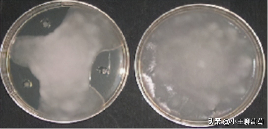 微生物菌剂治病,植物通用微生物菌剂