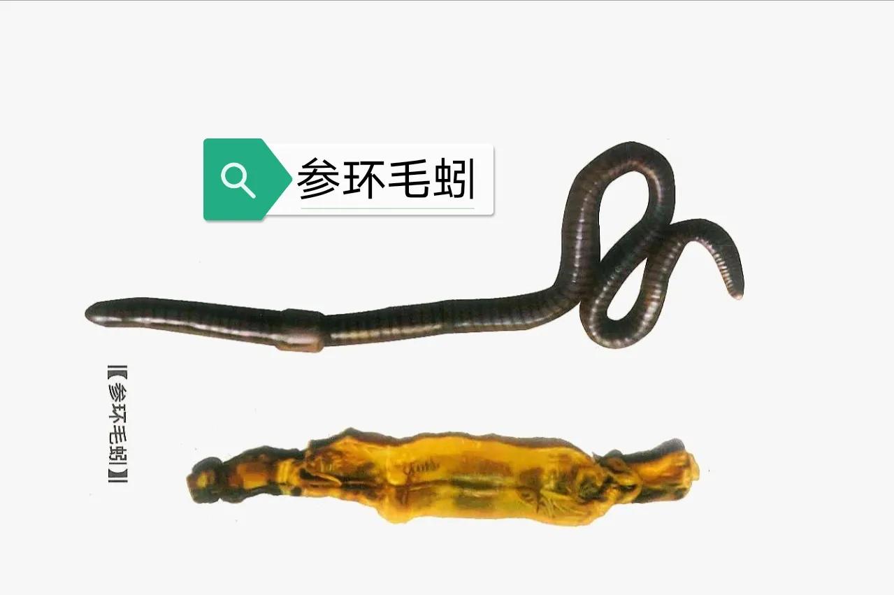 中药地龙怎么服用,中药地龙十大功效