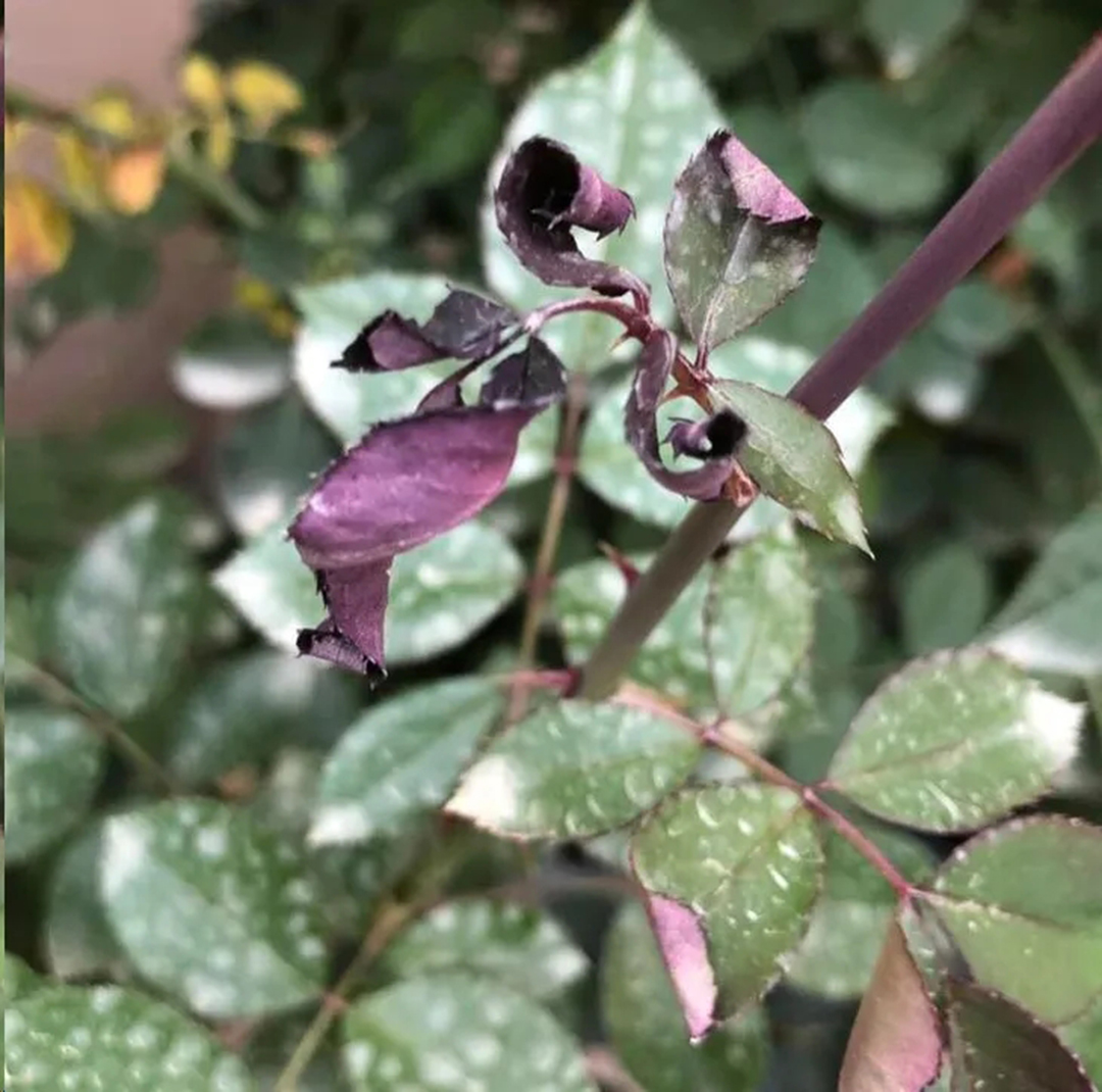 月季畸形花是怎么回事,月季叶片整株掉什么原因