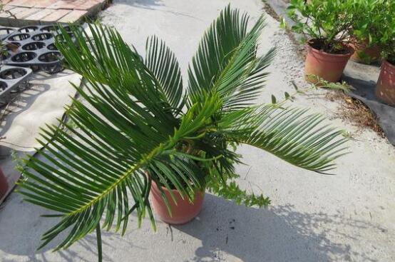 铁树怎么养长枝条,铁树怎么养殖才能养好