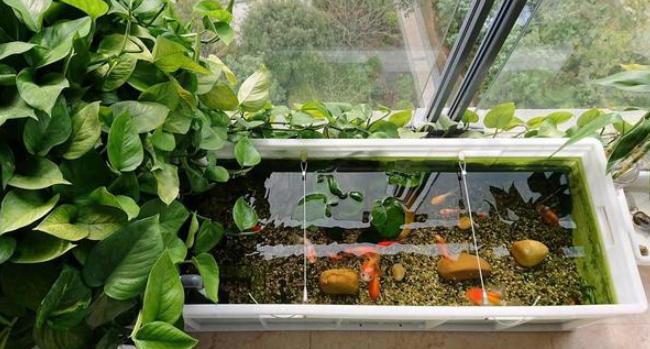 绿萝怎么养才爆盆和爬满墙,绿萝的养殖方法水培绿萝