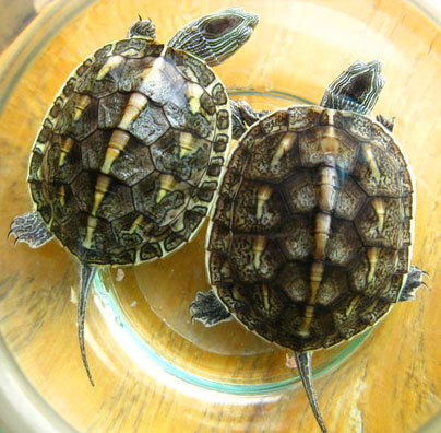 好养的食肉宠物龟排名前十,什么龟互动性强又好养