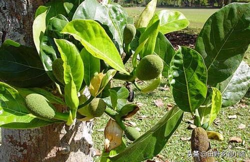 菠萝蜜核怎么种植并且长出果实,菠萝蜜的种植技术和环境