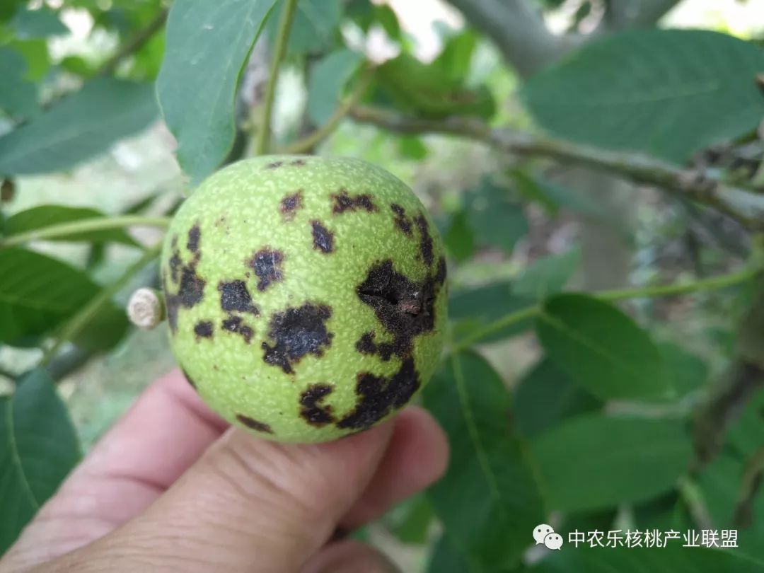 中生菌素能不能治疗核桃的黑斑病,核桃喷波尔多液后反而黑斑病多了