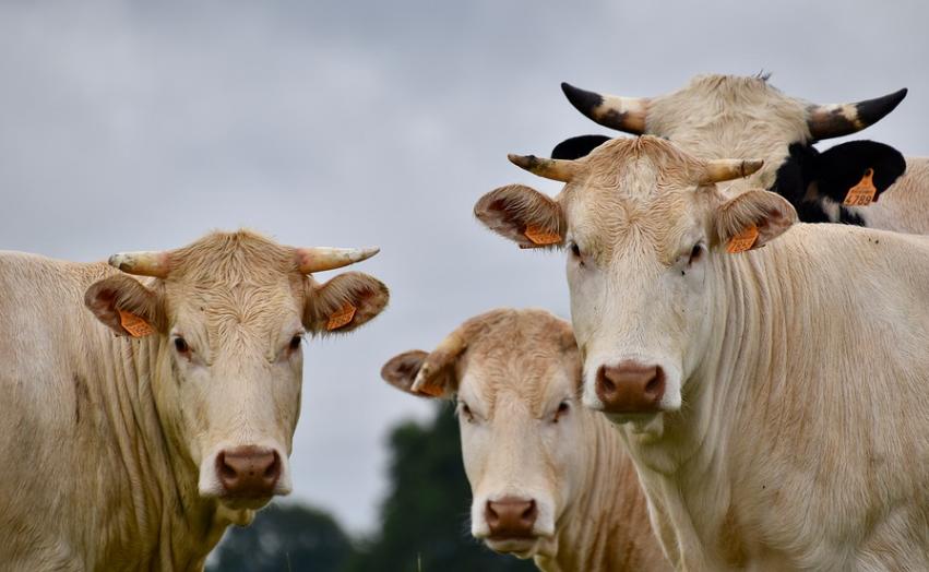 60后想回老家养殖,回老家做养殖好还是打工好