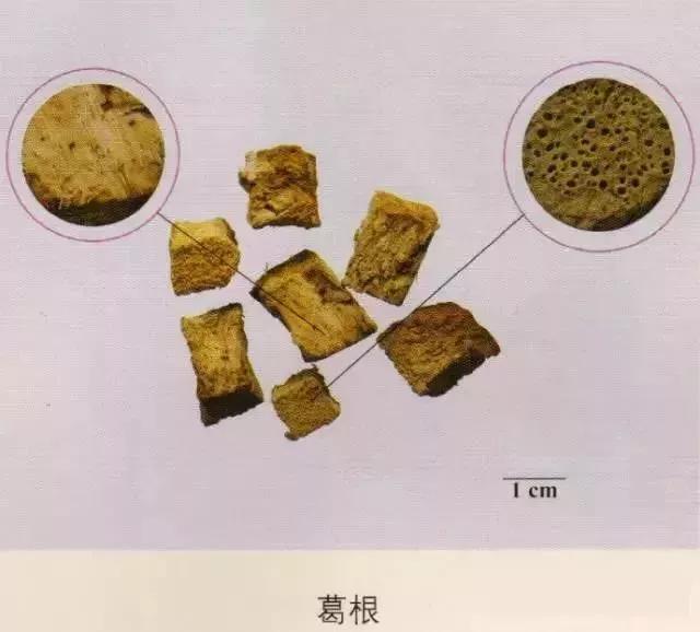 中药材图片大全大图带药名,200多味中药材图谱带图