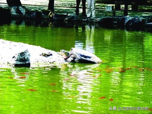 斑鳖即将灭绝人工克隆,全球仅剩3只斑鳖