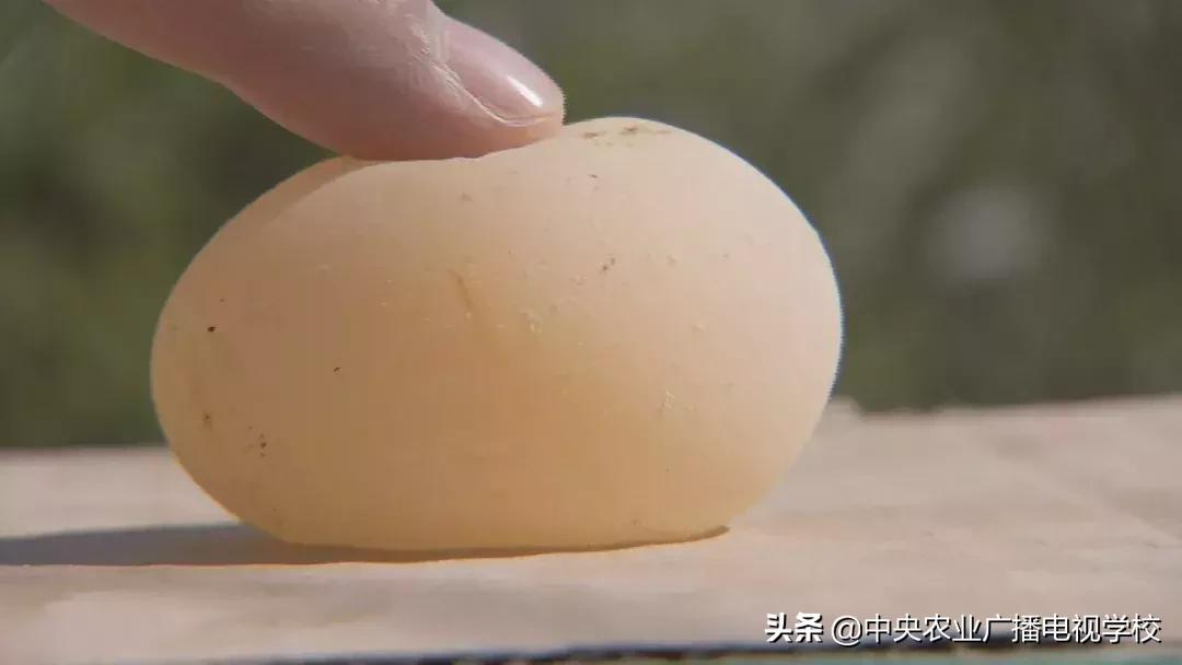 母鸡下软壳蛋吃什么改善,母鸡下软壳蛋怎么补救