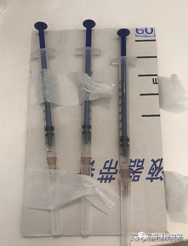 猫咪绝育生化检查坑人套路,猫绝育手术后的注意事项