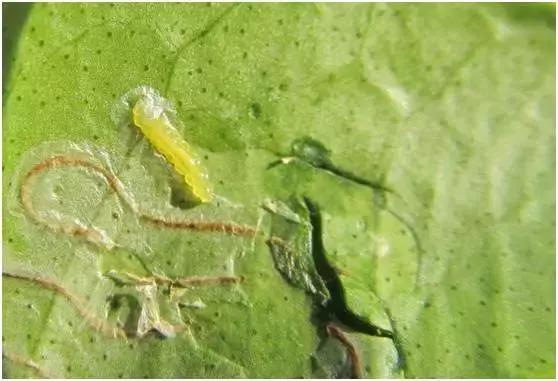 8月份不套袋的秋桃管理,秋季病虫害管理技术