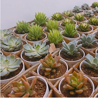 【干货】别催，女神节活动及礼物推荐来了~