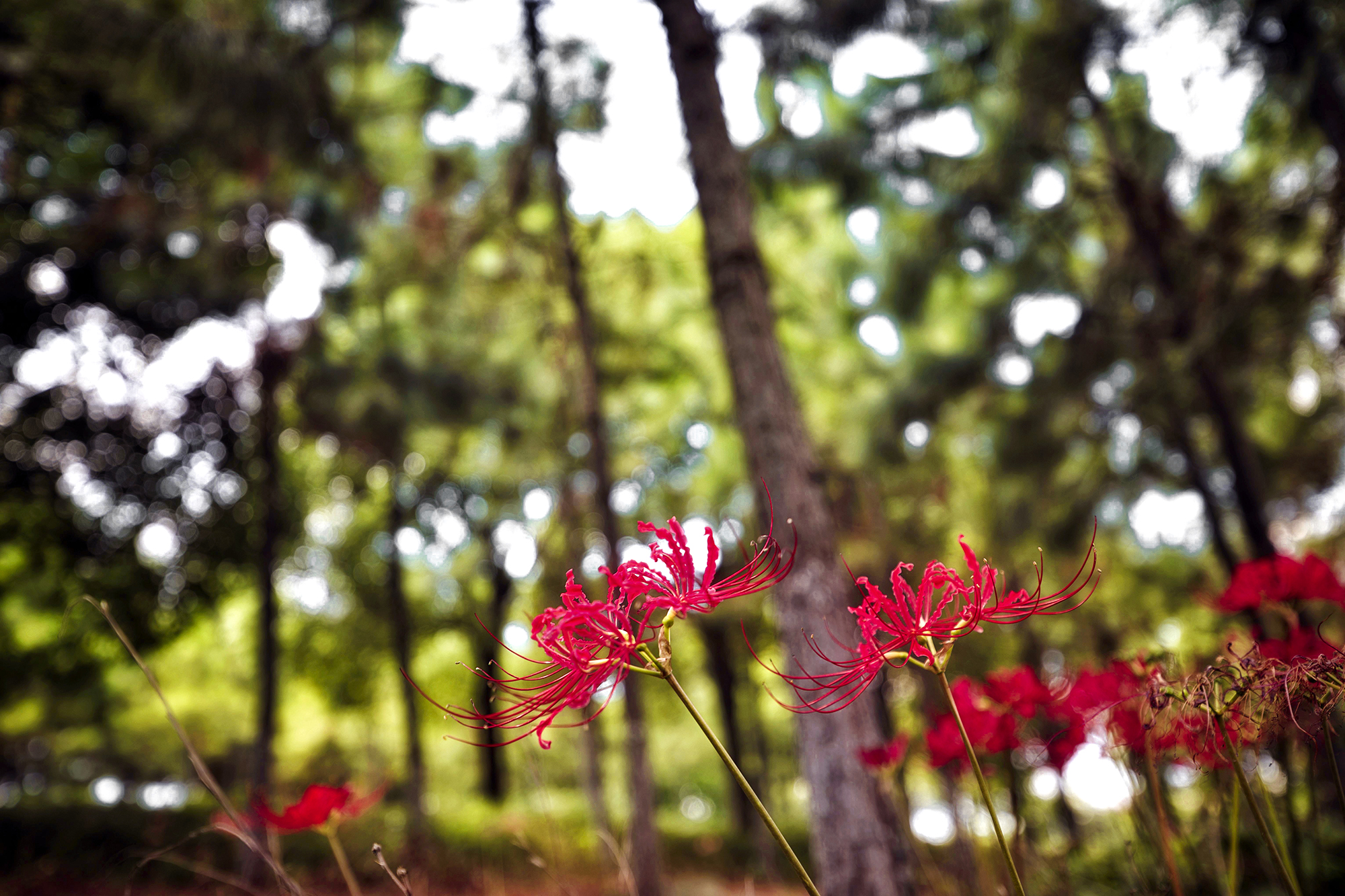 秋天游江南,秋天江南旅游攻略