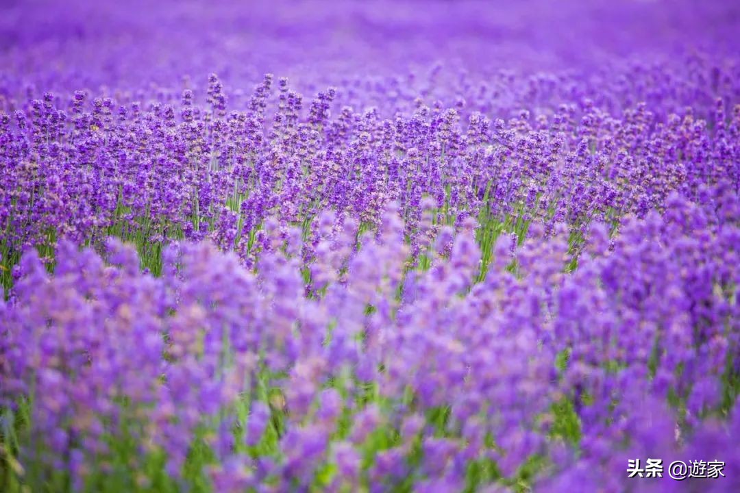 又到了薰衣草盛开的季节,上海市薰衣草花海