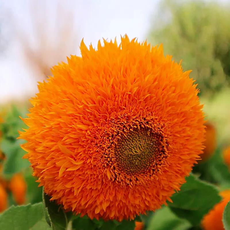 向日葵种子什么品种最好,向日葵哪种是可食用品种