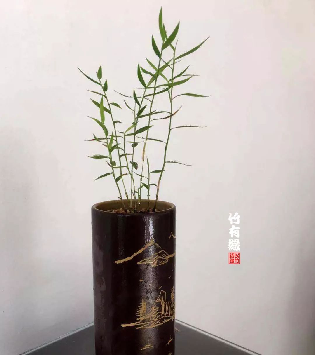 《竹子浇水宝典》竹子浇水是门大学问!