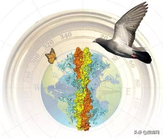 信鸽定向之谜,信鸽靠嗅觉辨别方向