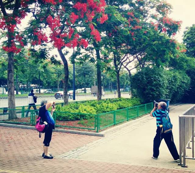 毕业季的凤凰花和栀子花,毕业季凤凰花开的时候