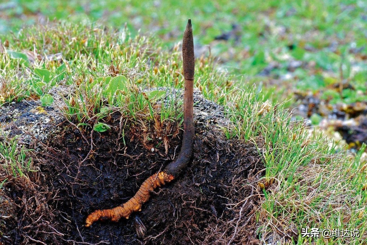 虫草菌是真菌还是僵尸,虫草菌真的可以把人变成僵尸吗