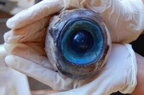 草莓饺子黑暗料理,乌冬面和彩虹饺子