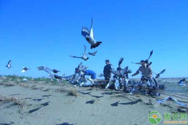 赛鸽的养殖方法和规则,赛鸽如何养