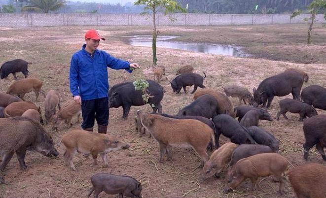 养殖野猪前景怎么样,野猪养殖的前景