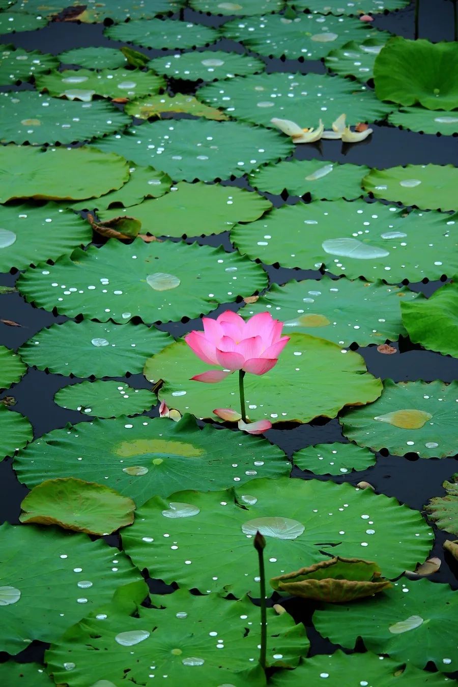 彭旭升古体诗词欣赏一一田园风