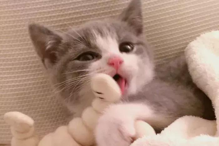 猫咪怀孕怎么才知道,猫咪怀孕怎么办呀