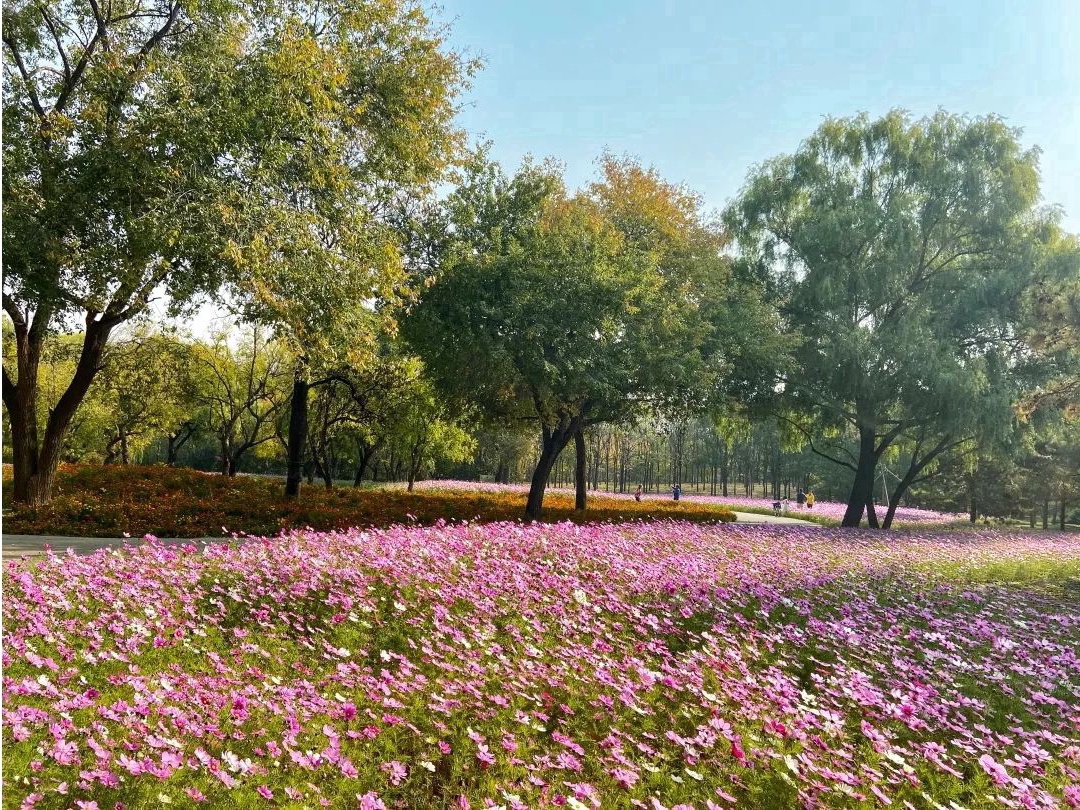 17处京城绝美银杏观赏点，看看有没有家门口的？