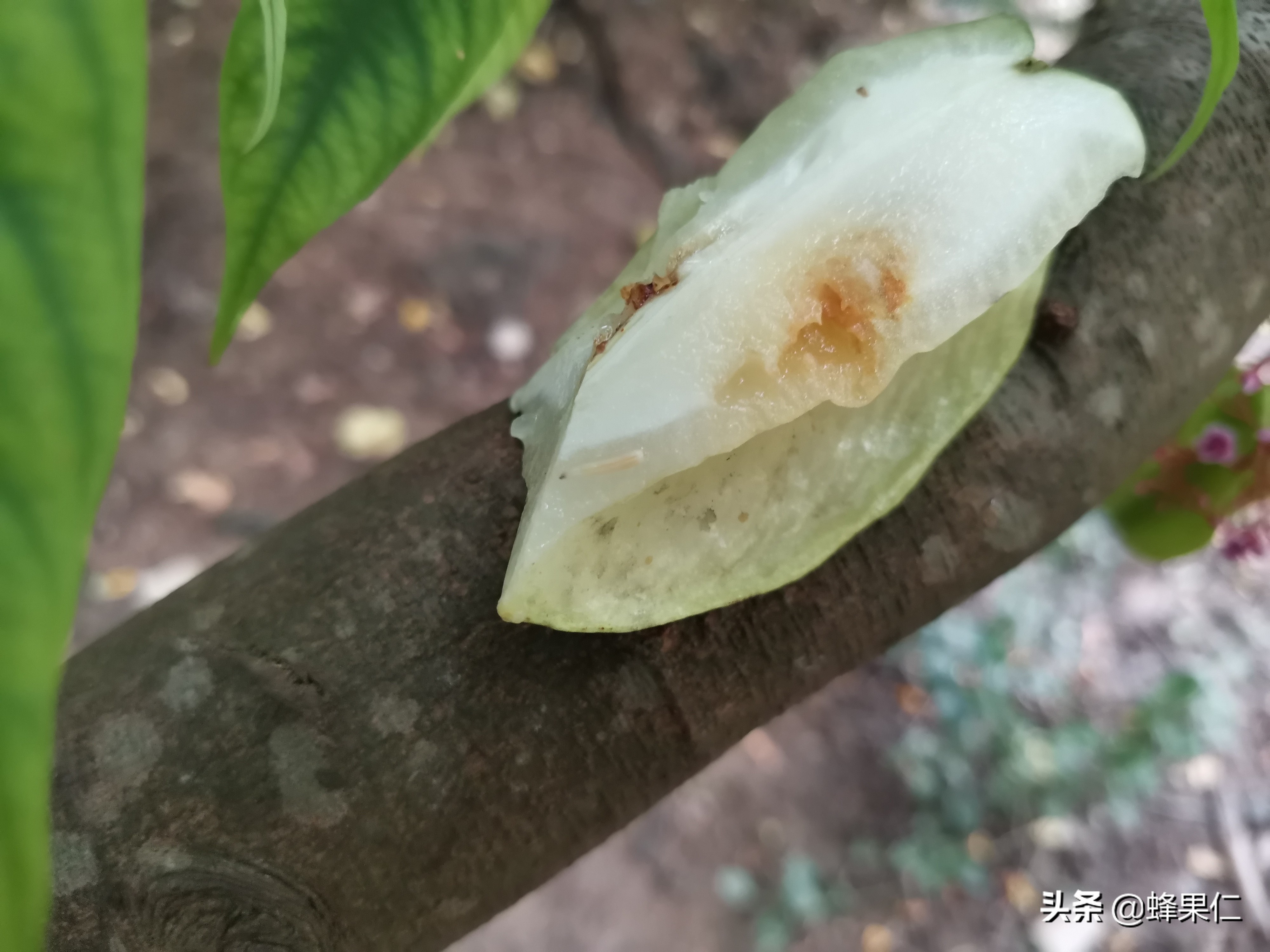 杨桃中的虫子,杨桃树上长虫子怎么办