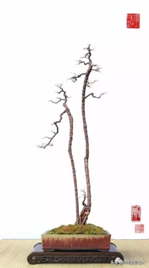 素仁格与文人树,你怎么看?