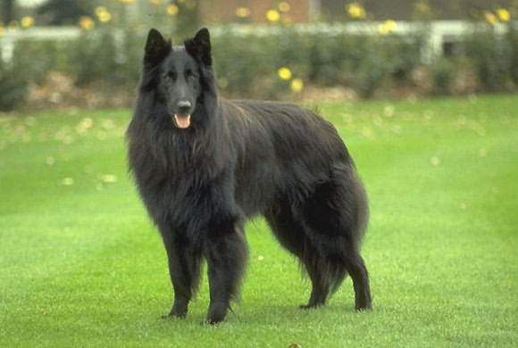 世上最漂亮的十种狗,最名贵的狗叫什么名字