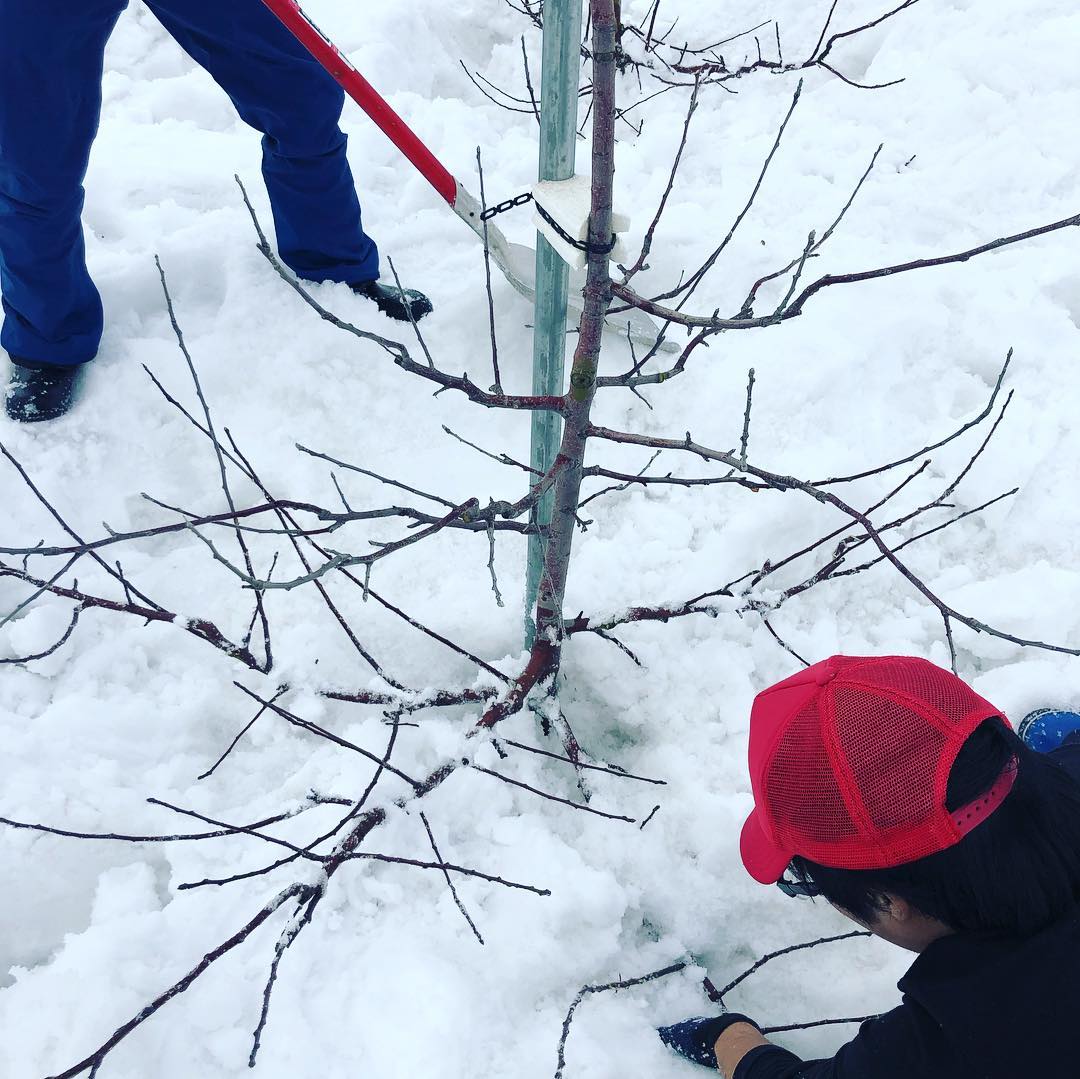 日本青森苹果图片,走进青森苹果园