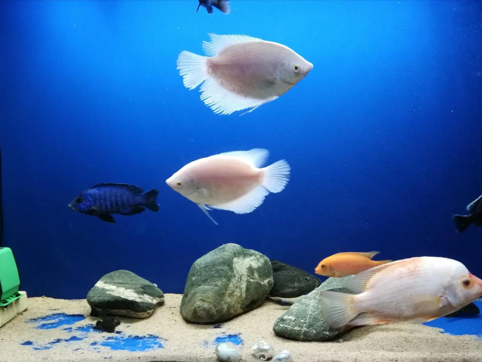 鱼缸清除水藻水浑浊了怎么办,鱼缸有藻鱼缸水浑浊