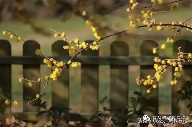 每日一花|平生相见即眉开,一枝腊梅踏雪来