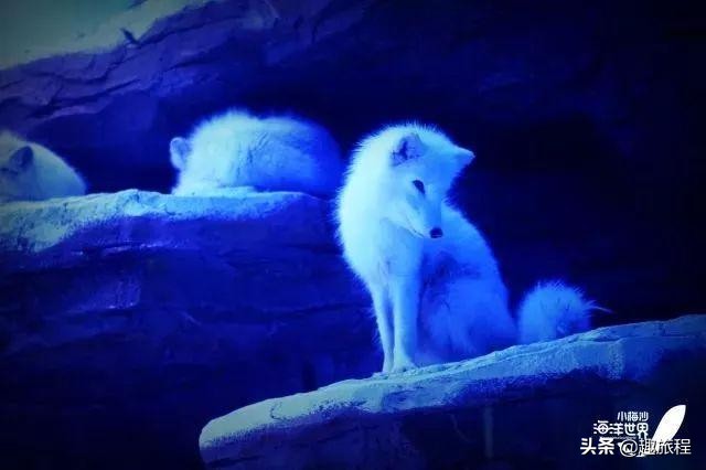 开年特惠仅需89.9元，畅游小梅沙海洋世界门票，,快抢啊!