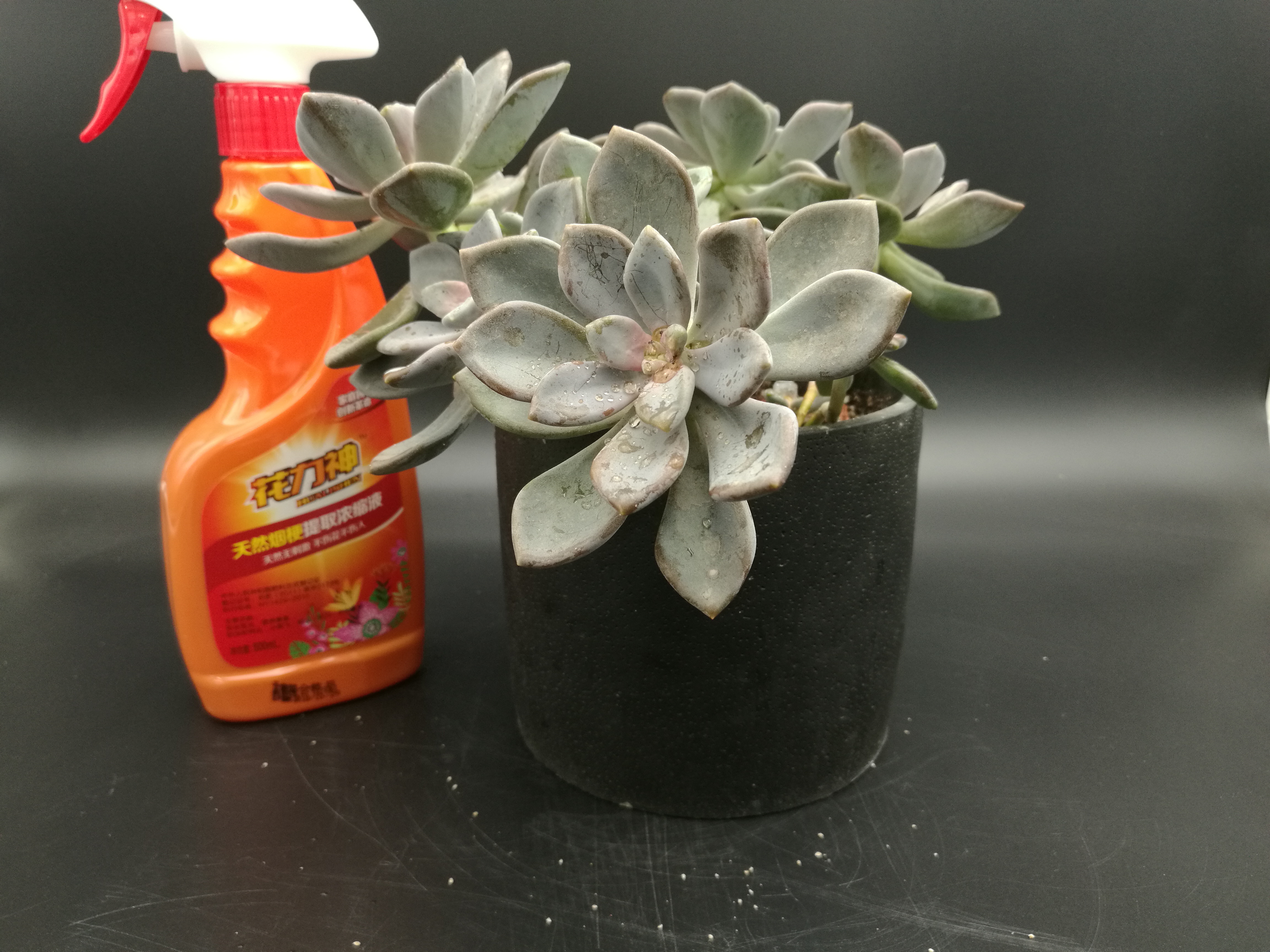 果园蚧壳虫泛滥成灾了怎么办,冬季蚧壳虫怎样彻底消灭