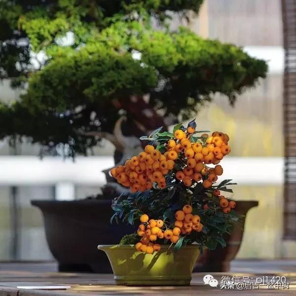 盆景对应季节,昼夜温差大对盆景有什么影响