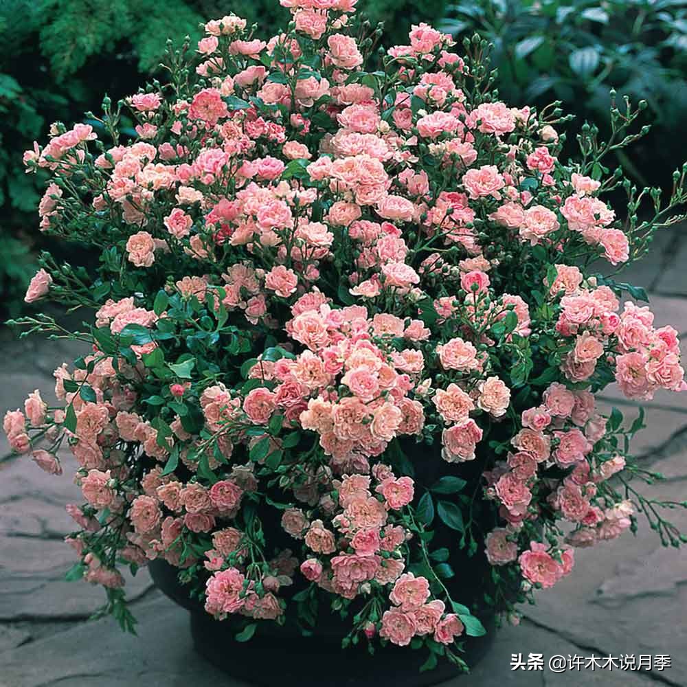 蔷薇月季玫瑰种多久才可以开花,蔷薇和月季开花区别