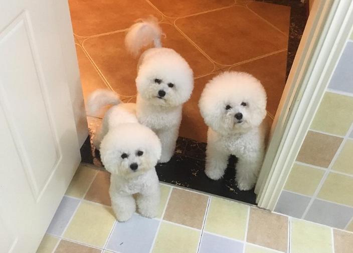 训犬师比熊训练视频,训犬师专业训练马犬怎么样