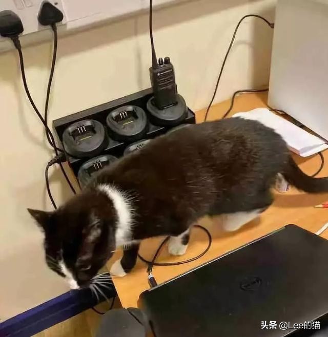 安检行李箱猫猫,机场海关抓到偷渡人员