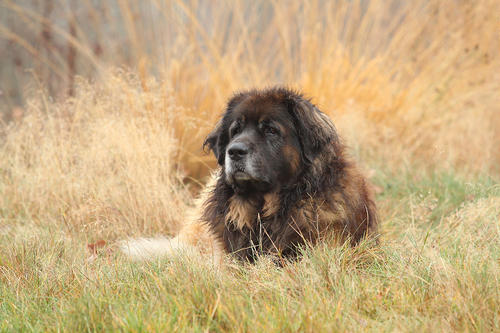 狗狗的寿命最长能活多少年,平均寿命最短的狗狗