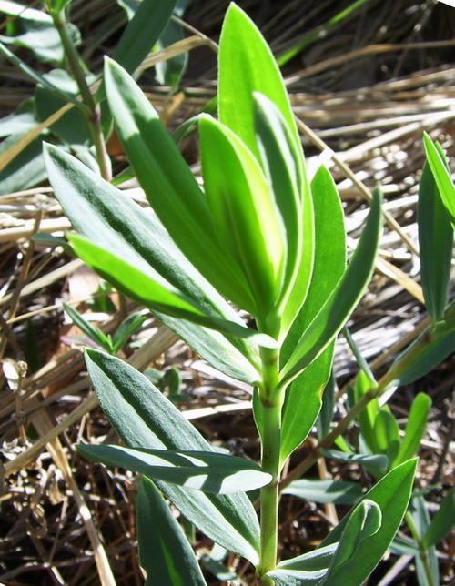 春天的野菜真好吃,时令野菜味道好极了